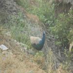 Vraj-Yatra-2014- (1566)